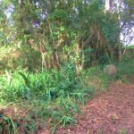 Place where the Great Fountain was, by turn of the alley of the same name. Vegetation covered the fountain but also protected it from further vandalism. Photo: Alenice Baeta 18/03/22